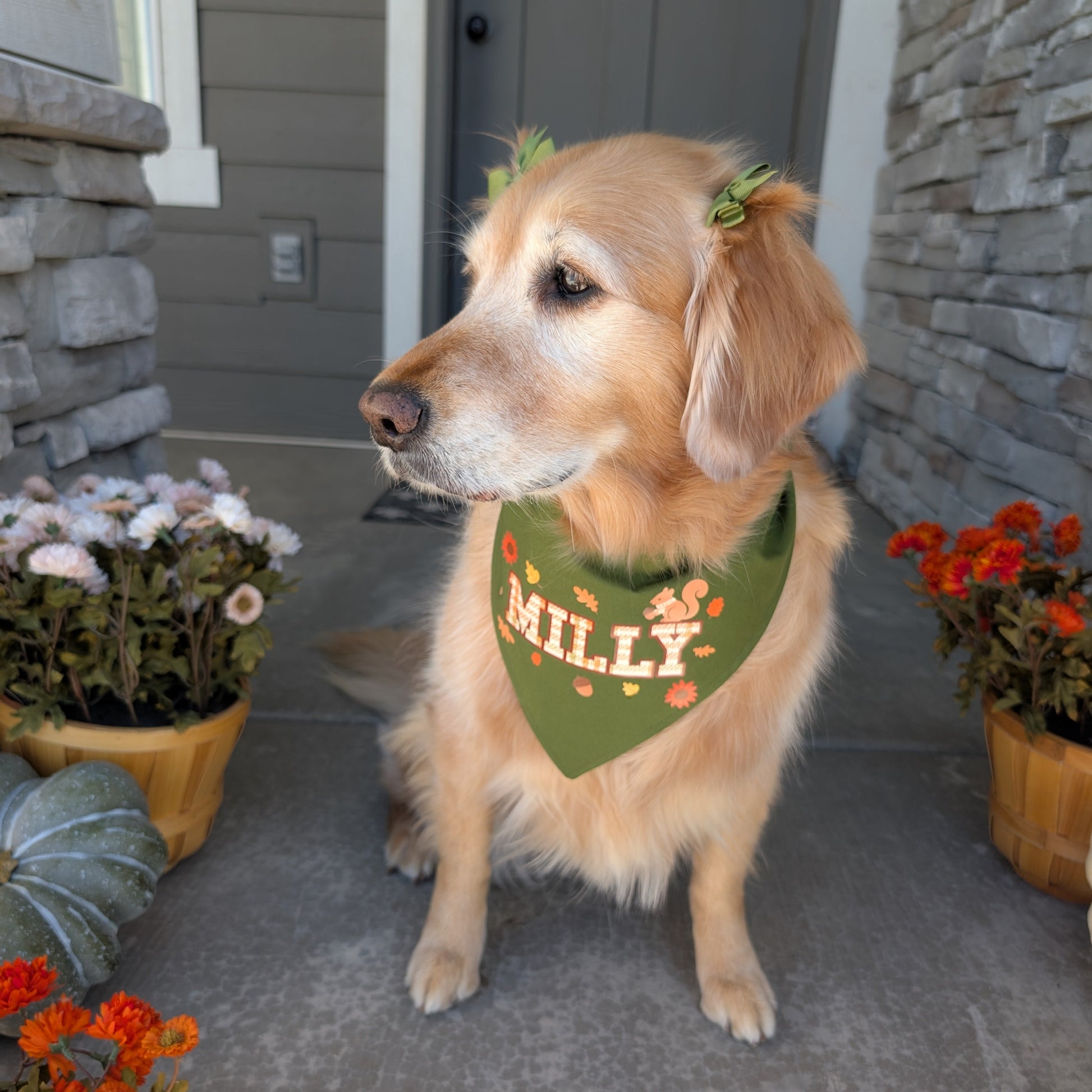 Dog wearing a green bandana with 'MILLY' on it, standing on a porch with flowers and a door in the background.