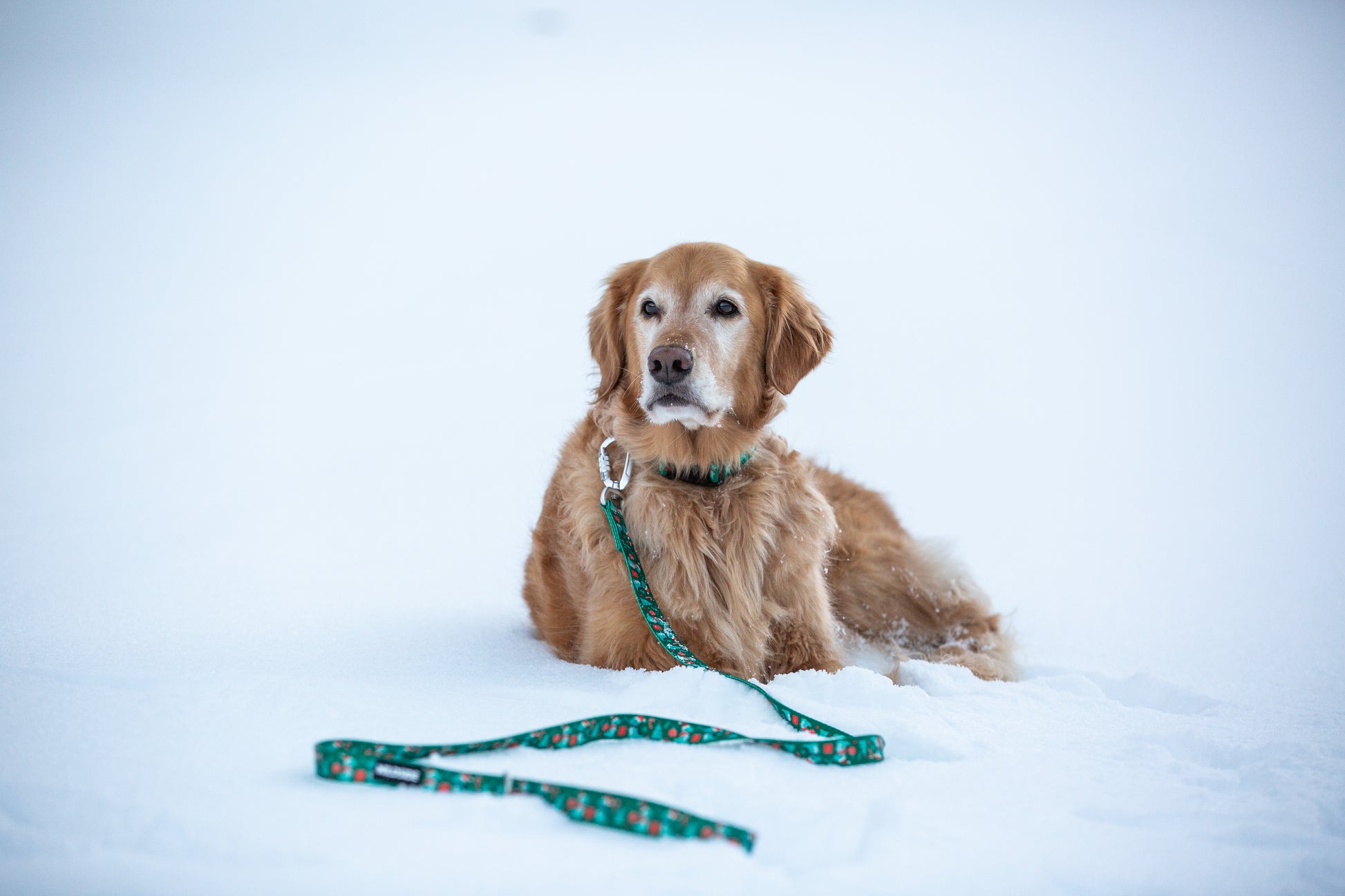 Dog sitting in the snow with a leash on a white background