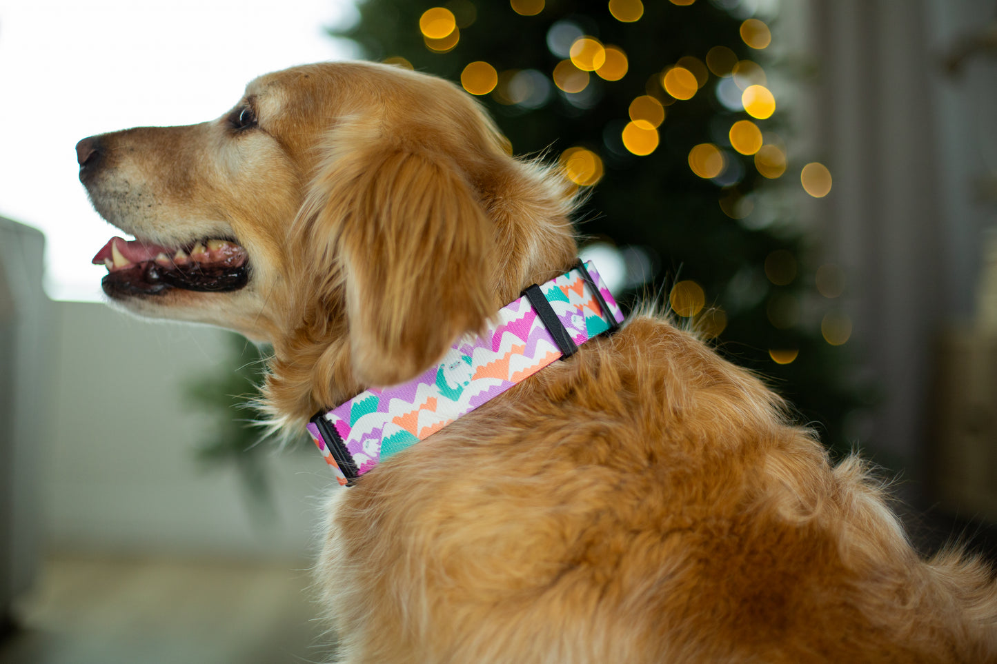 Dog wearing a colorful collar with a blurred Christmas tree in the background