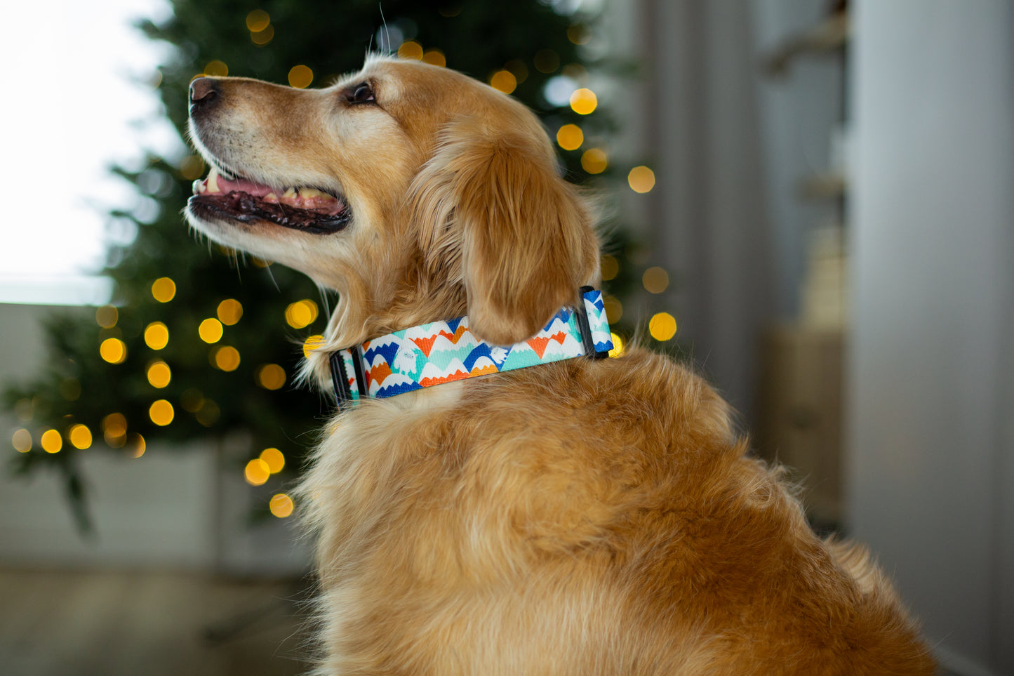 Dog wearing a colorful collar in front of a decorated Christmas tree.