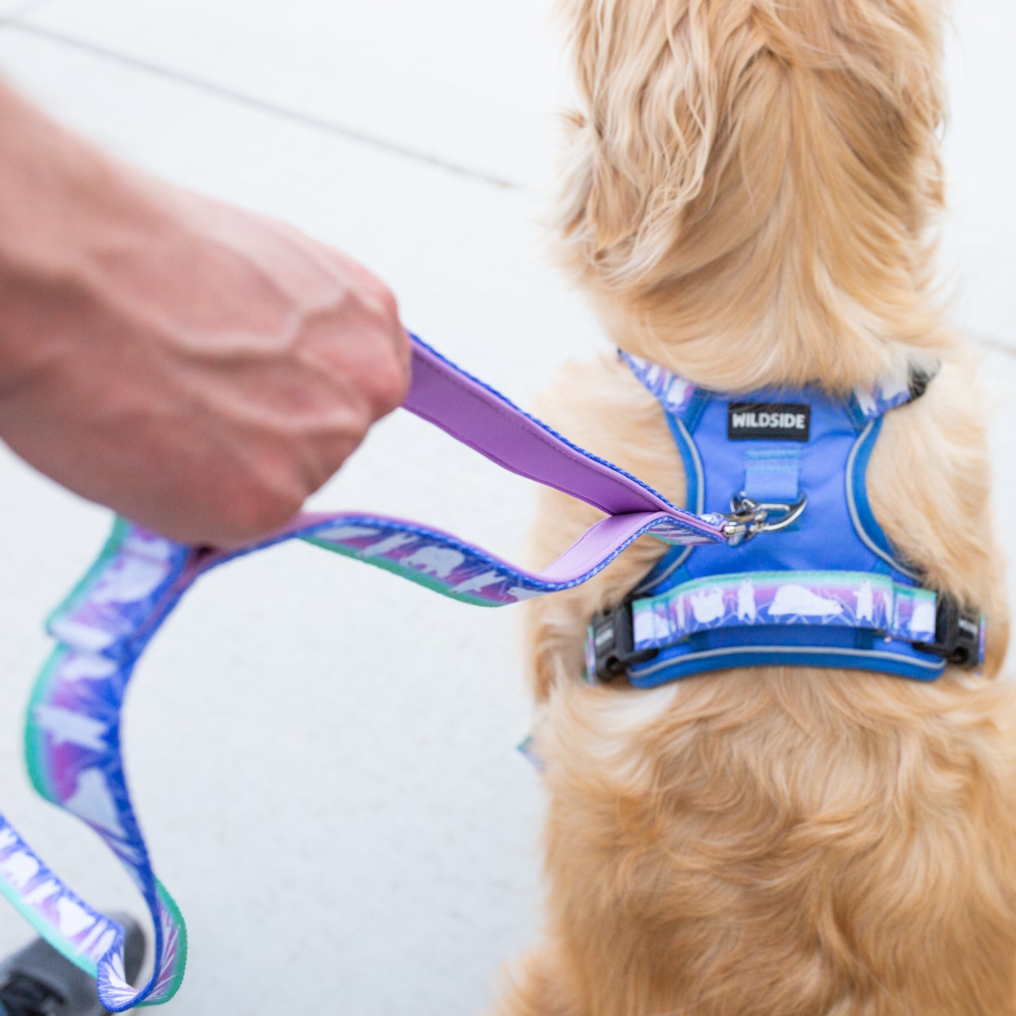 Dog Harness Collar & Leash Set – Aurora Polar Bear