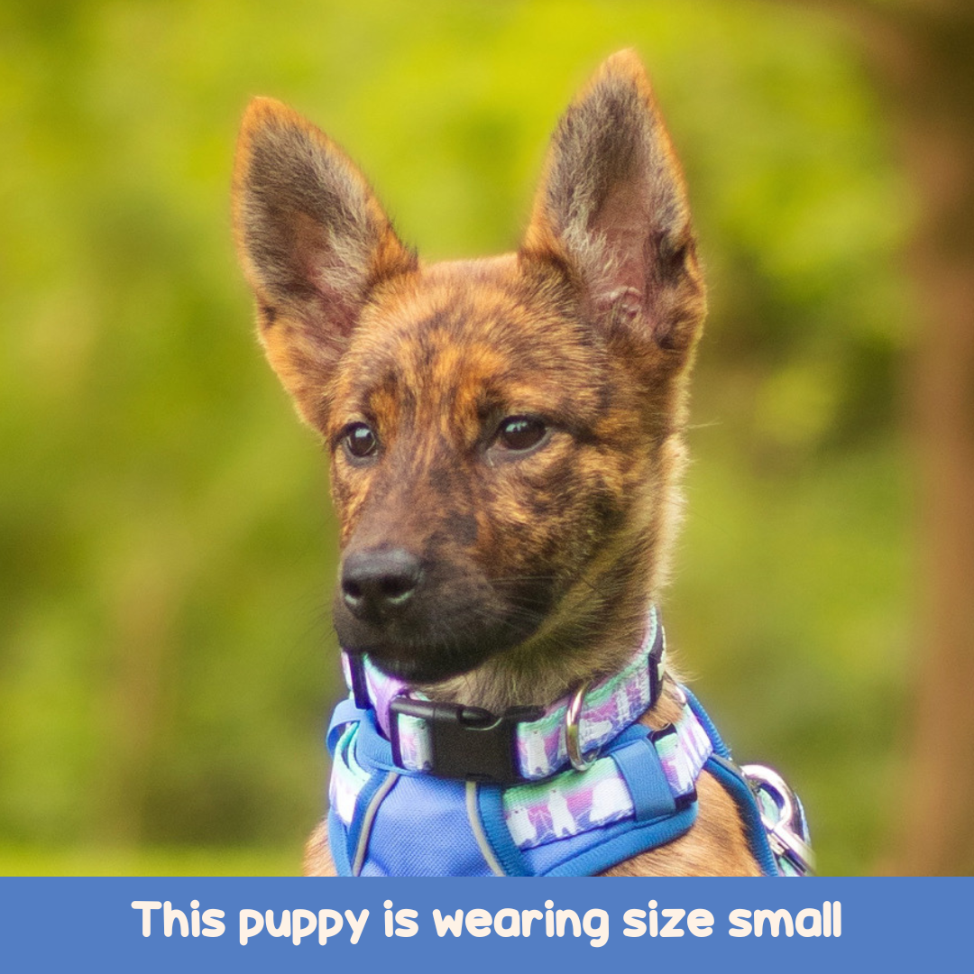 dog collar nylon dog collar pattern dog collar cute dog collar pink dog collar tag holder, dog collar harness set, dog collar harness leash set, polar bear dog harness, front clip dog harness, puppy harness with handle