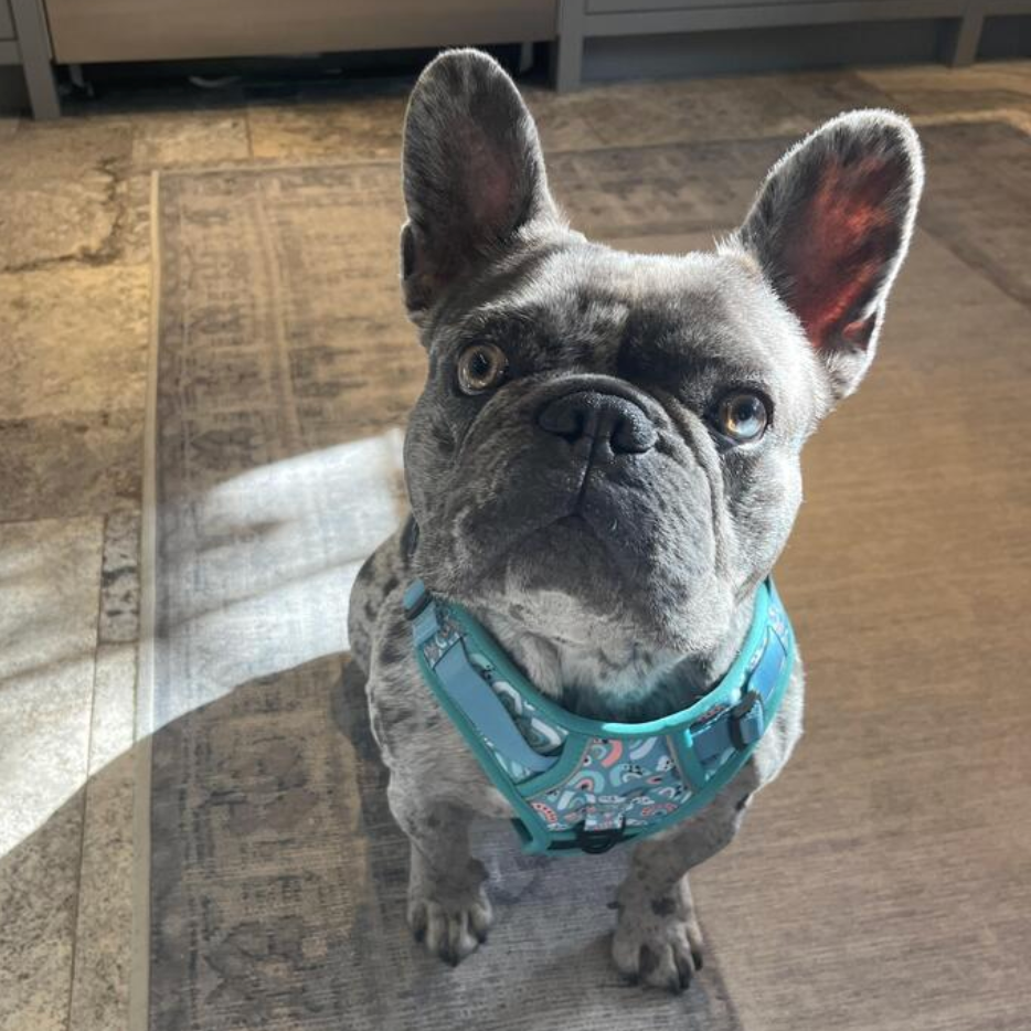 Dog wearing a blue harness standing on a patterned rug indoors.