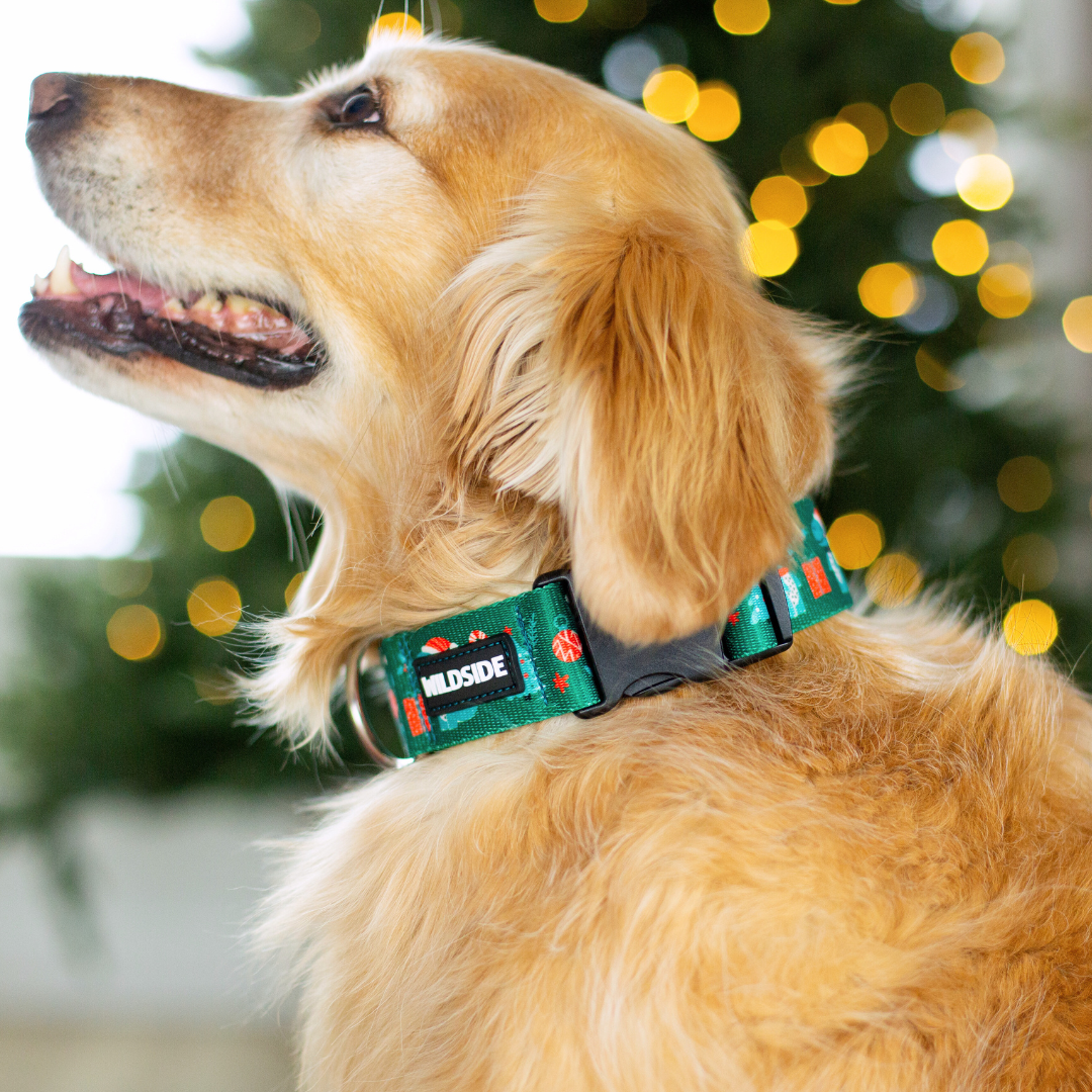 Christmas Dino Holiday Rust Proof Dog Collar