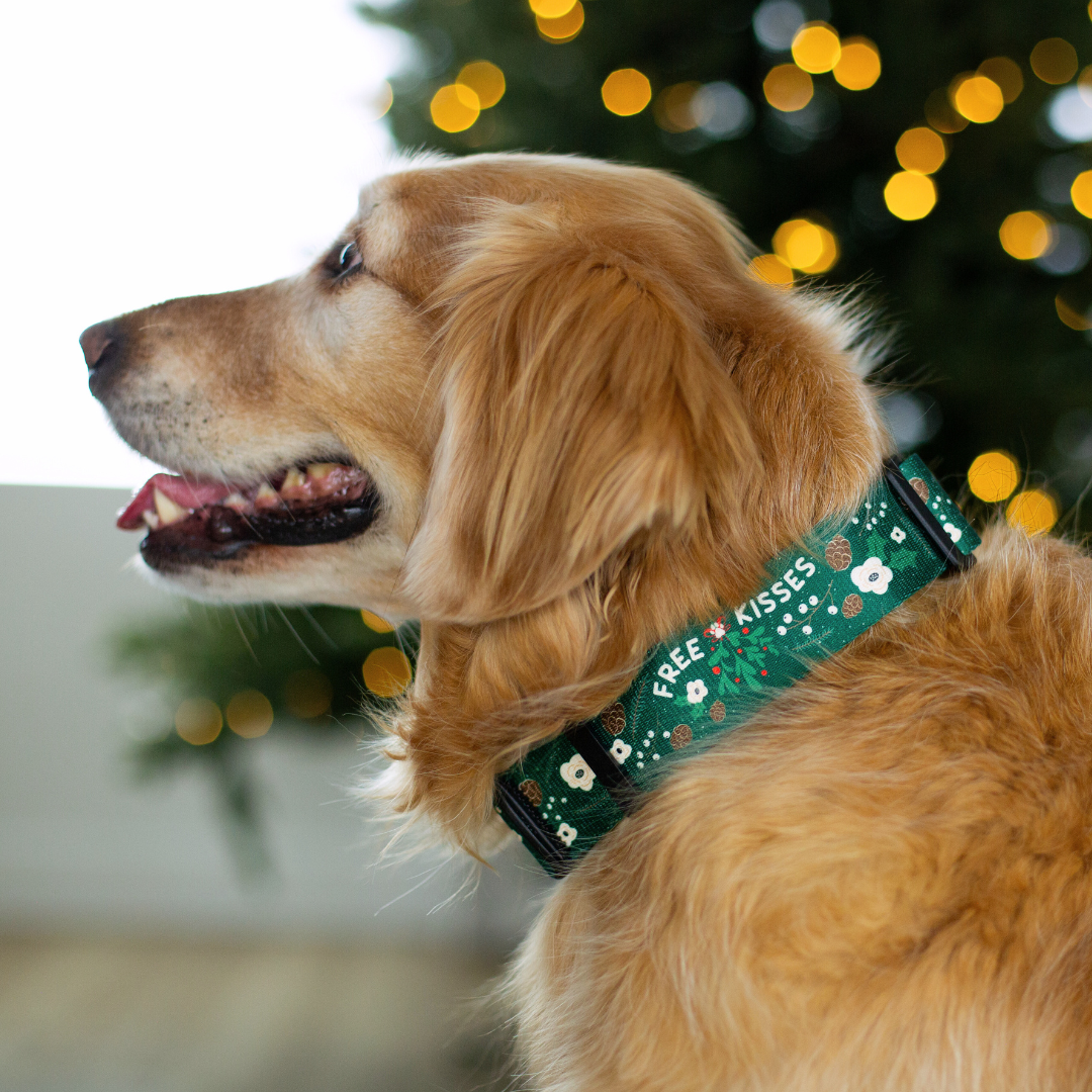 Christmas Dog Seasonal Dog Collars Christmas Dog Collar With