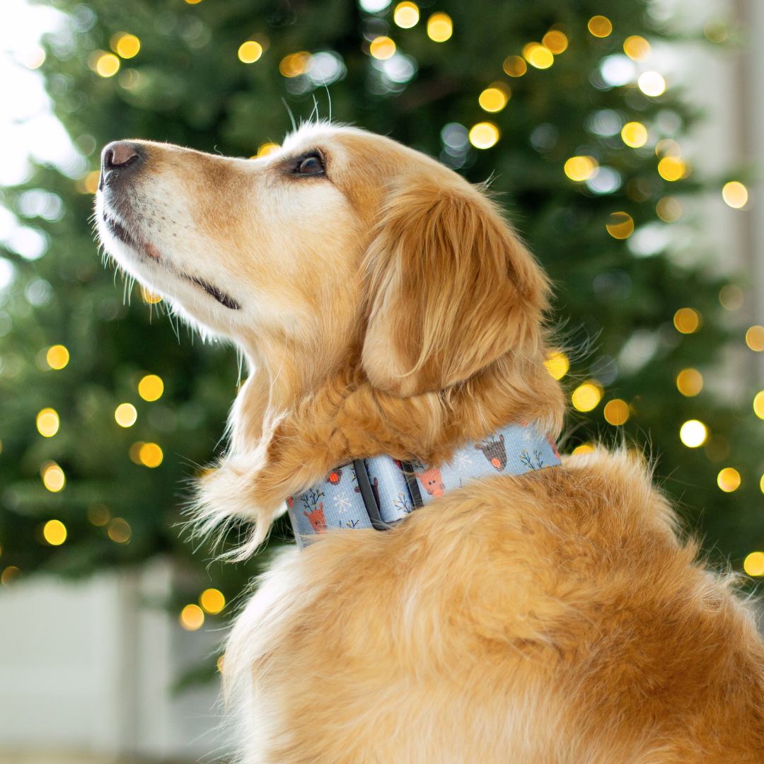 Reindeer Blitz Rust Proof Collar
