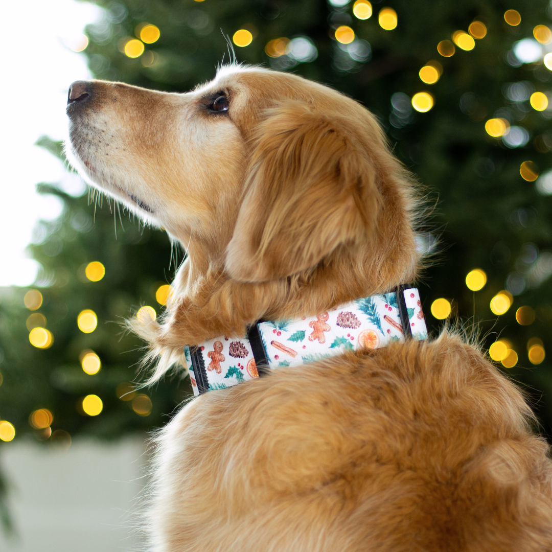 Winter Spice Rust Proof Dog Collar
