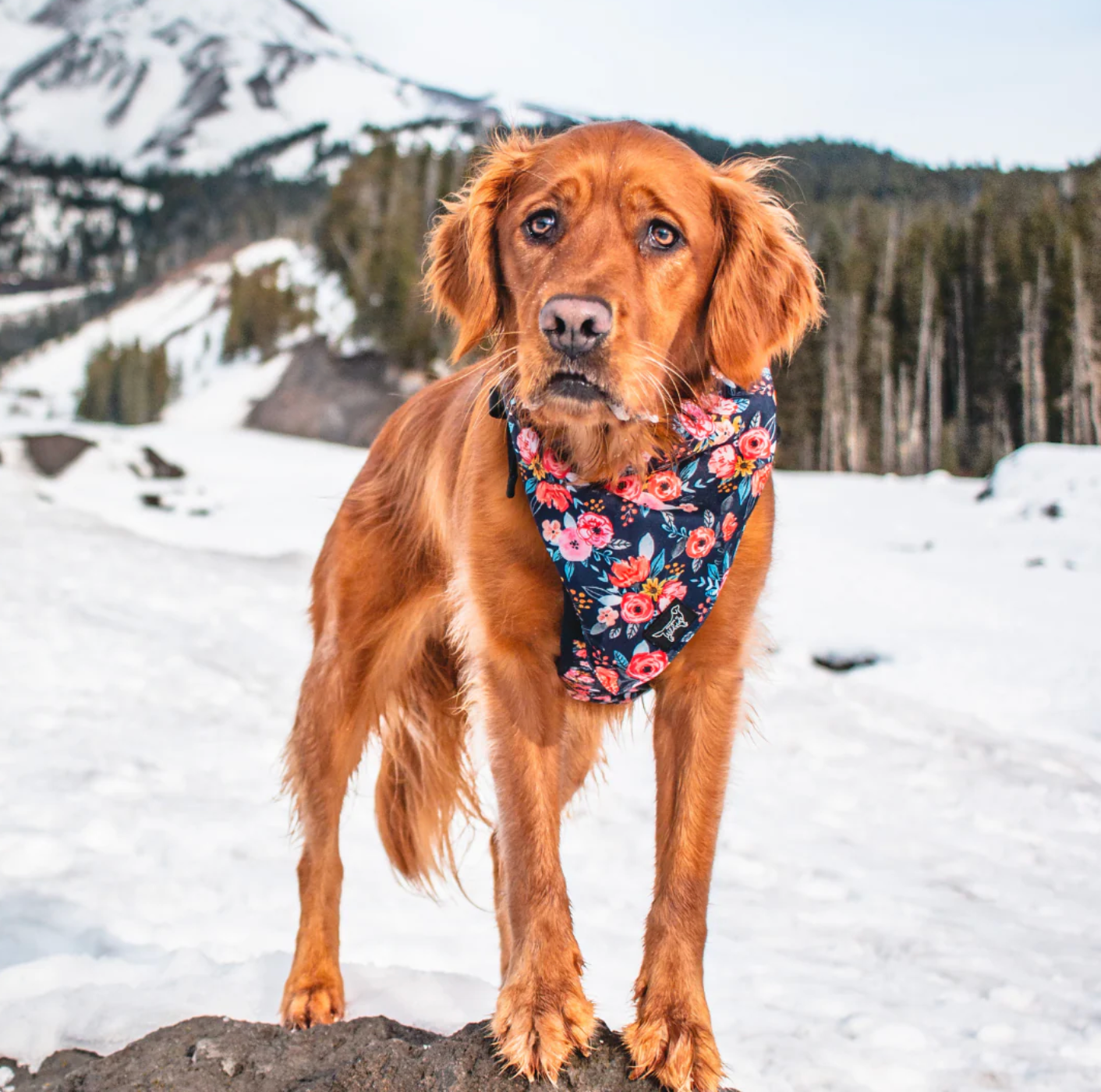 Dog wearing a floral harness in a snowy mountain landscape, cute dog bandana 