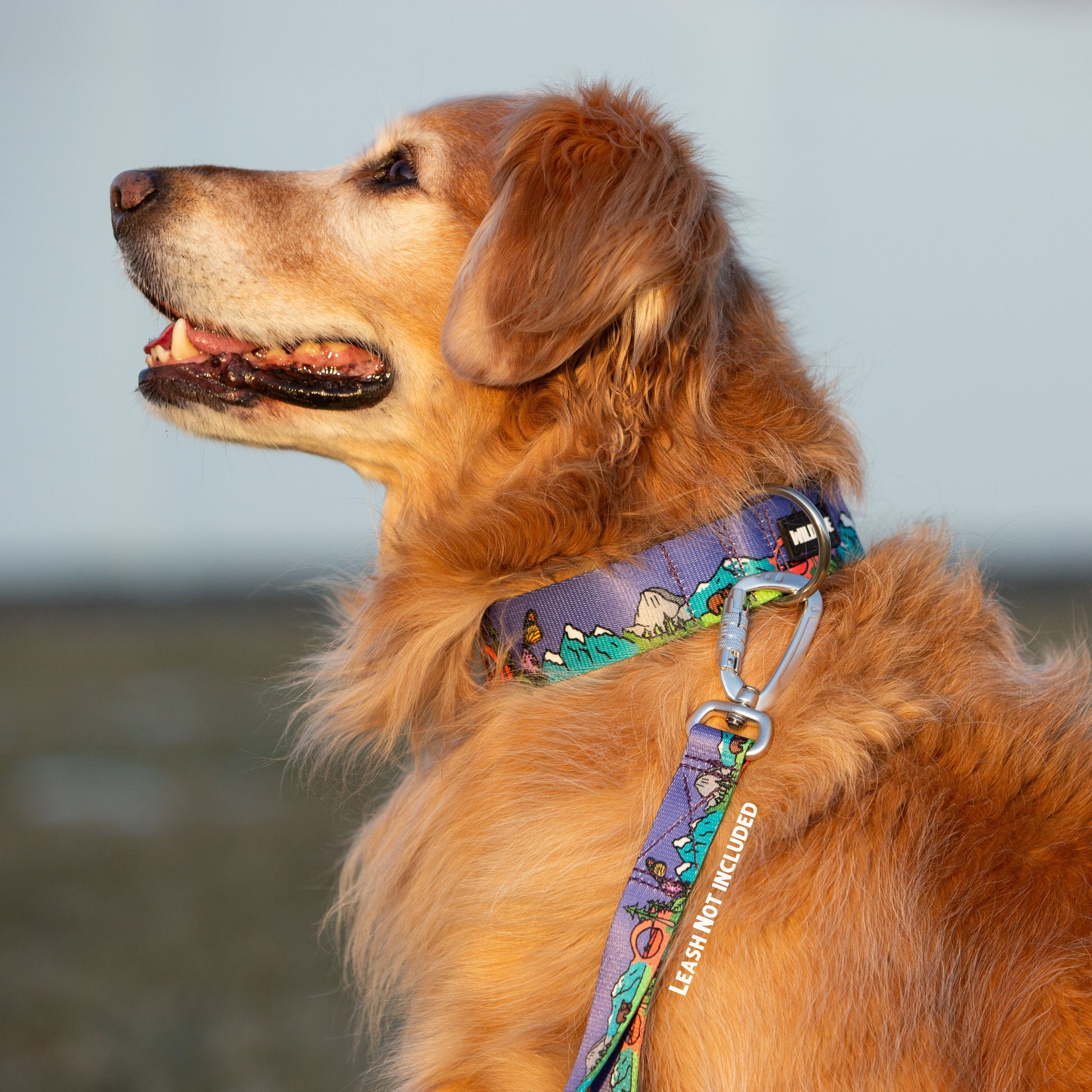 dog gear shop National Barkie Dog Collar - Best Rust Proof Adventure Dog Gear for Hiking