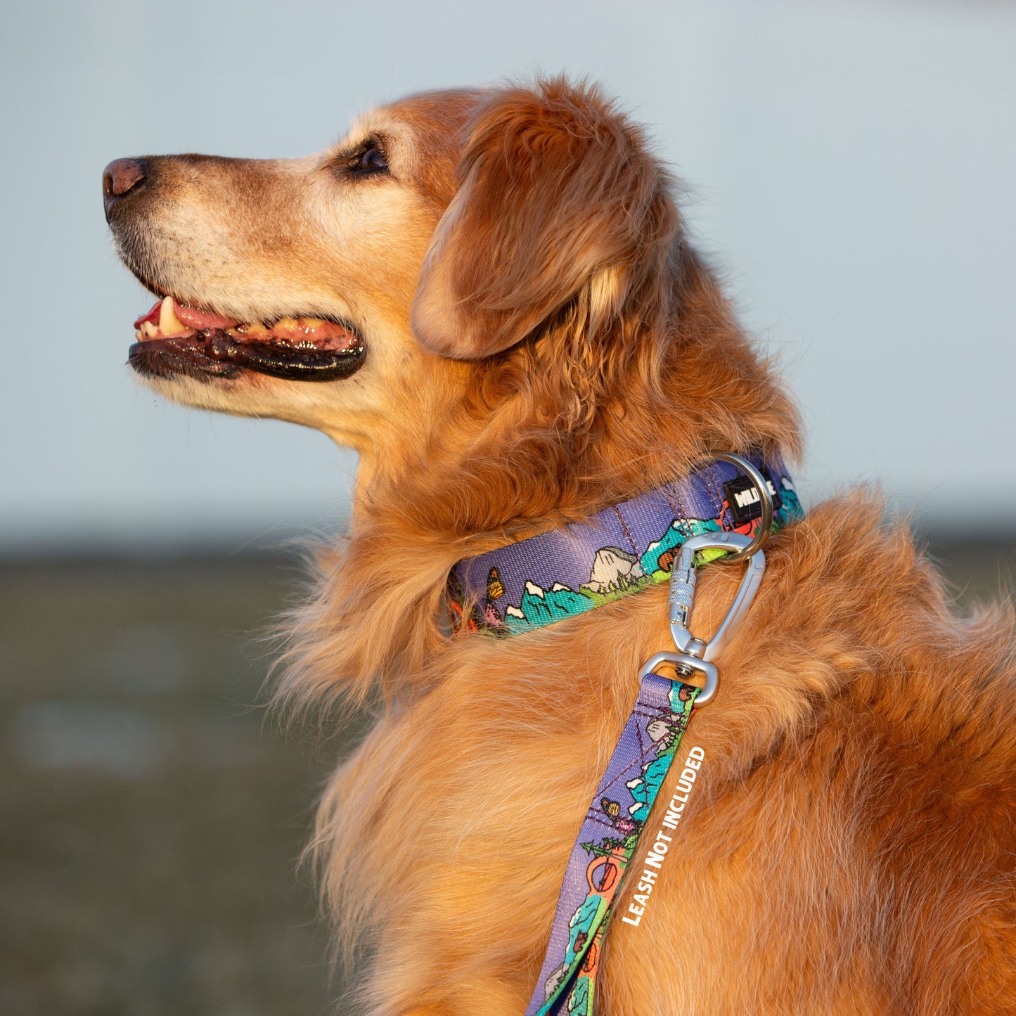 National Barkie Dog Collar - Best Rust Proof Adventure Dog Gear for Hiking