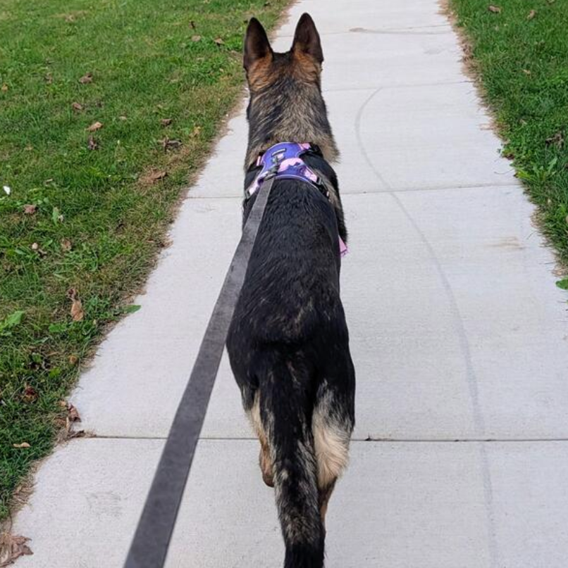 German Shepherd walking on a leash on a sidewalk