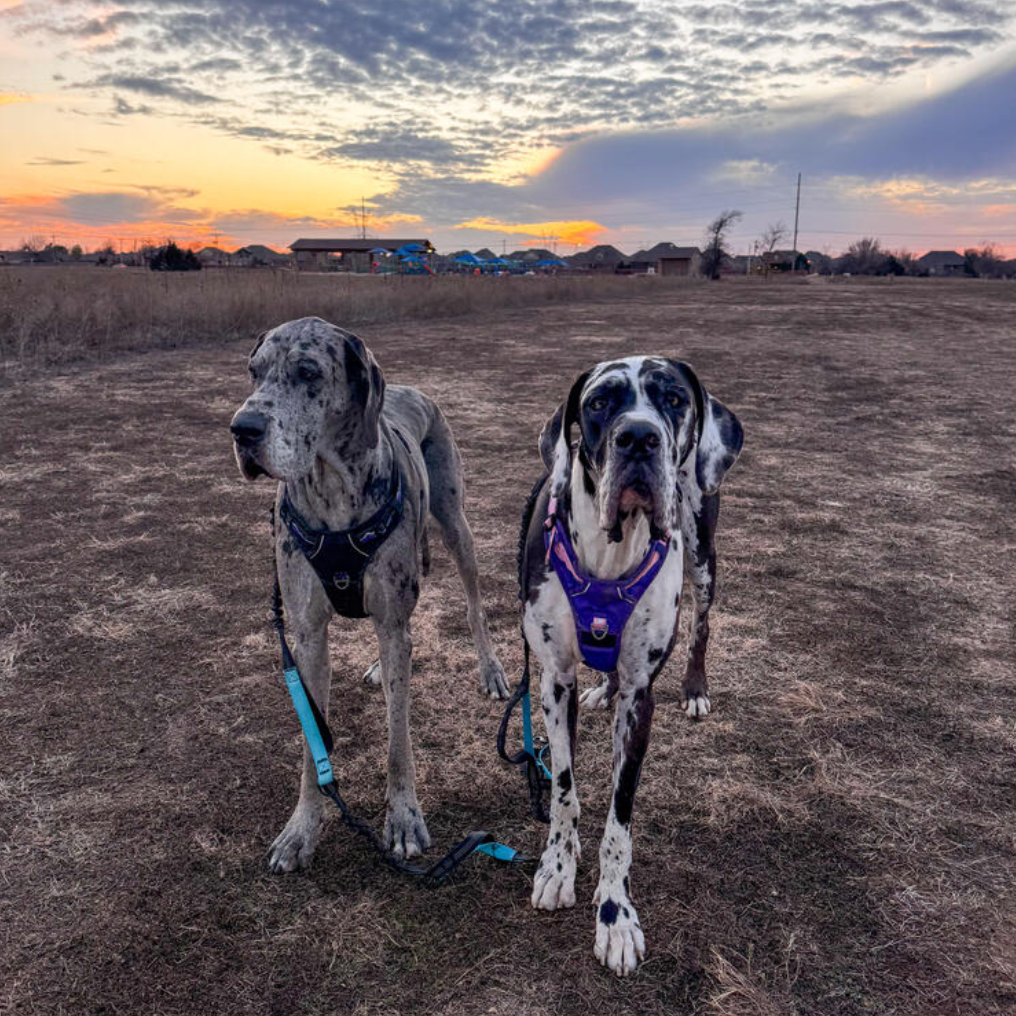 extra large dog harness for great danes 