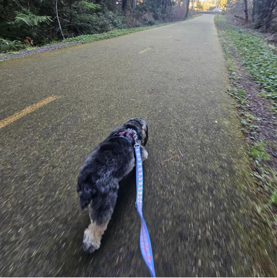 Dog on a leash walking on a paved path surrounded by trees