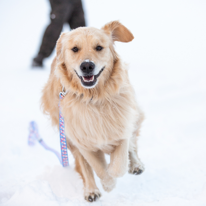 Cutesy Snowman Rust Proof Dog Collar