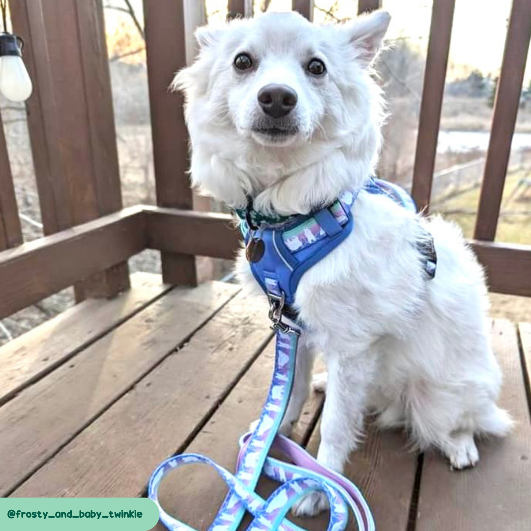 Best Holiday Gift for Dogs – Aurora Polar Bear Harness – Wildside