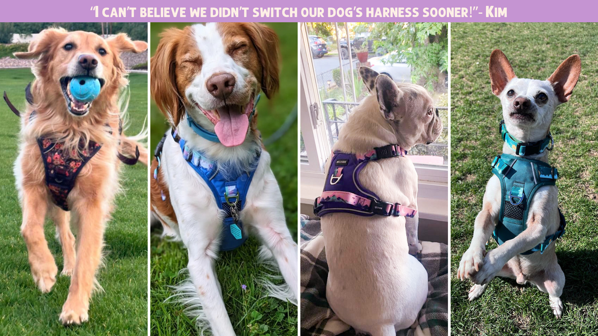 Best Dog Harness with Handle – Wildside Dog Gear