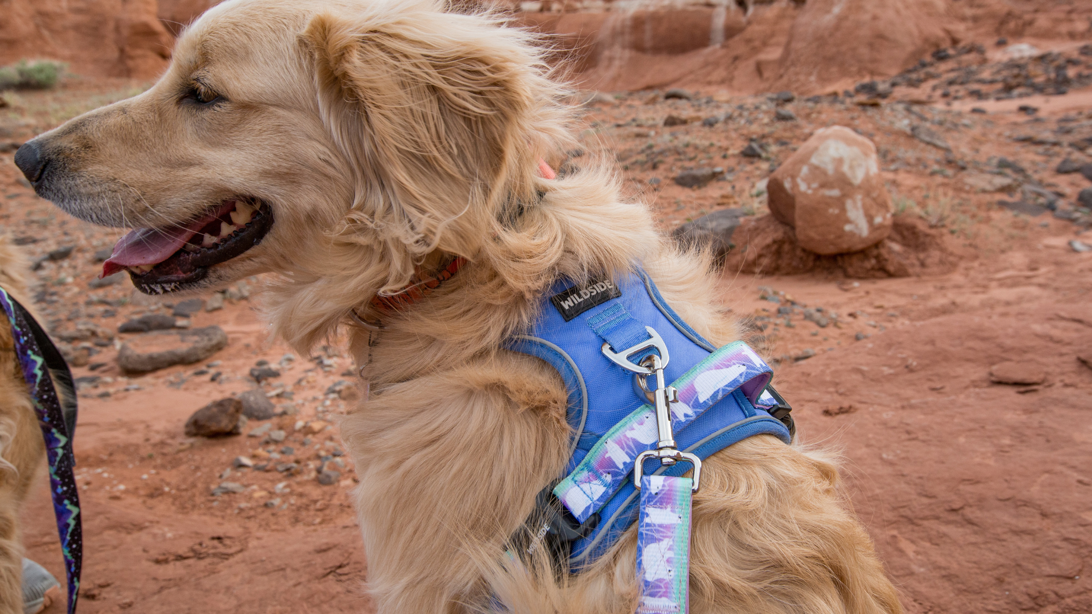 Forrest green dog harness with front clip, golden retriever in dog harness, extra large dog harness on dog. Front and back clip dog harness on large dog