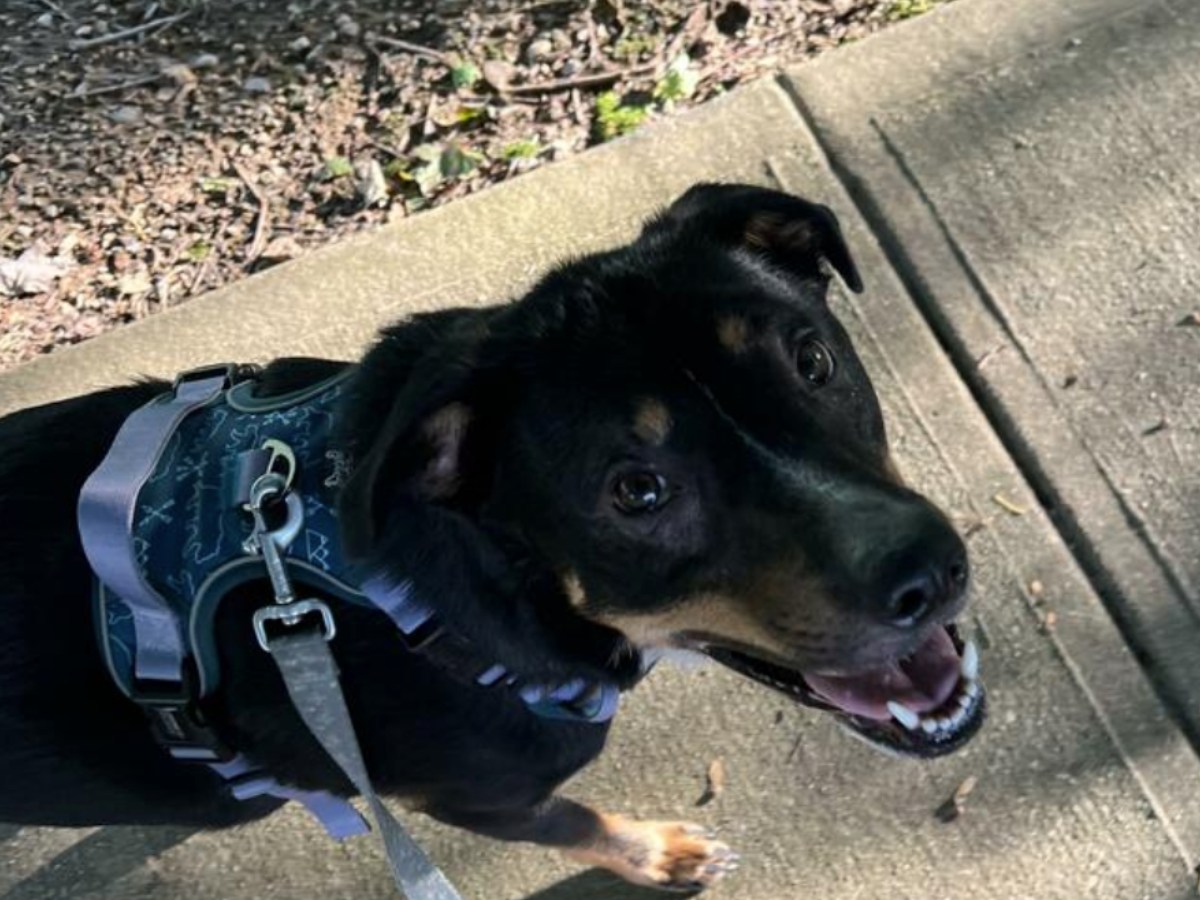 Customer Review: Rescue dog walking next to owner in dog harness. Dog walking in harness with handle.
