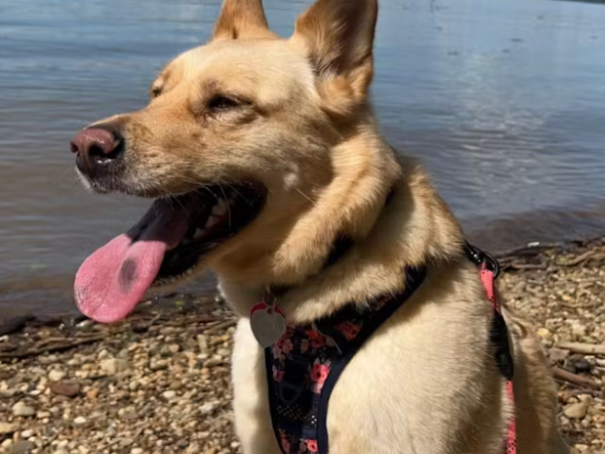 Customer review: rescue dog in flower dog harness on the beach