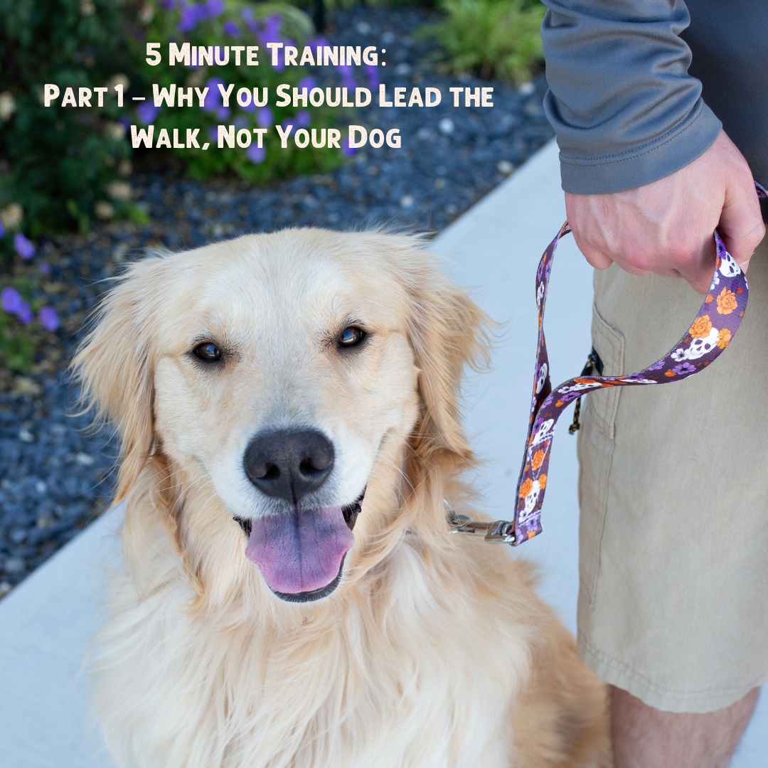 A guide for measuring a dog for a dog harness, dog harness measure guide, how to measure for dog harness, how to measure dogs chest.