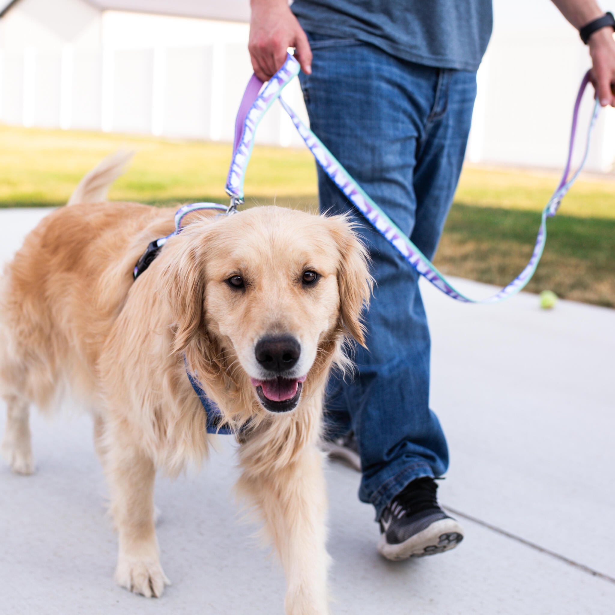 how do you treat a dog burn on a leash