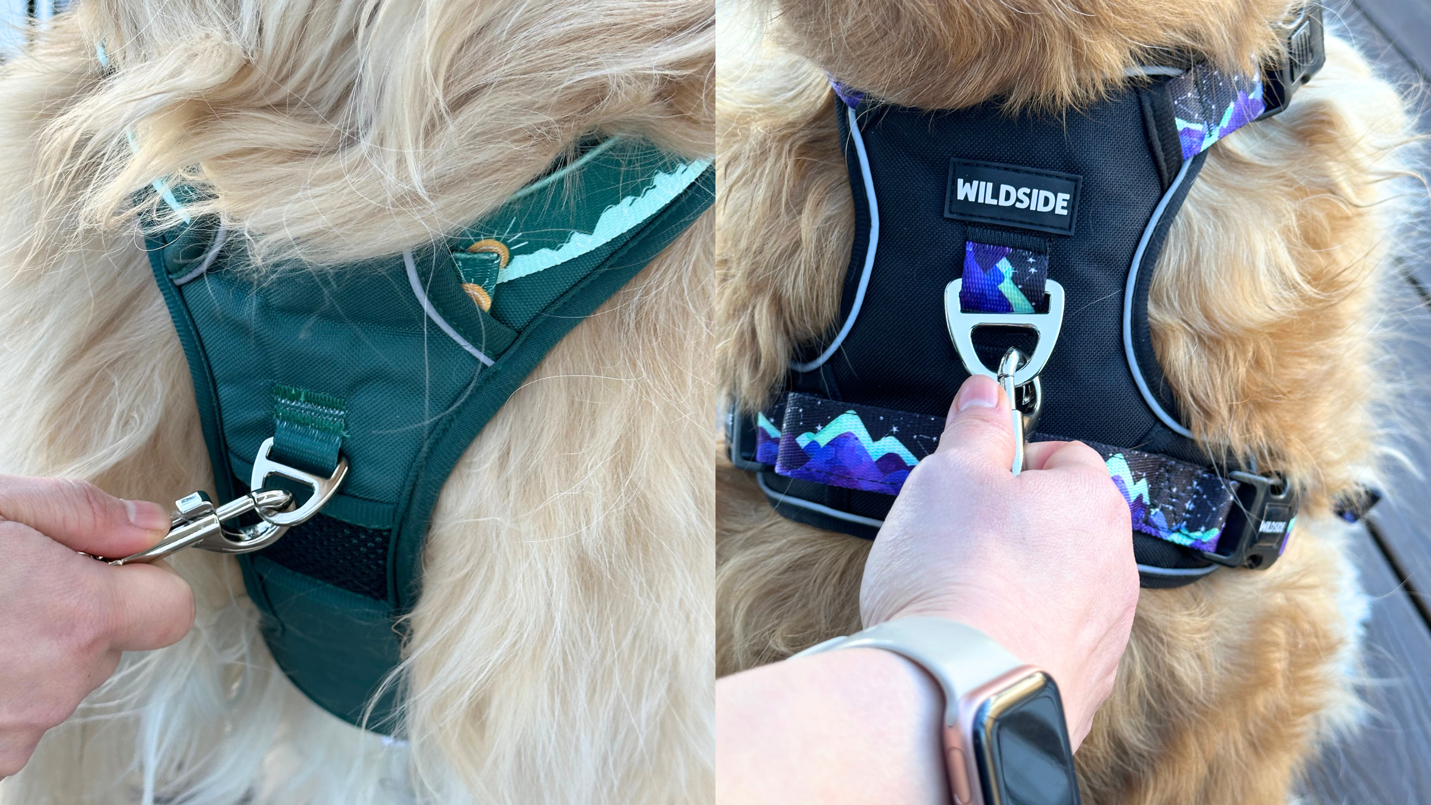Dog in harness, golden retriever in harness, front clip dog harness and dual clip dog harness.