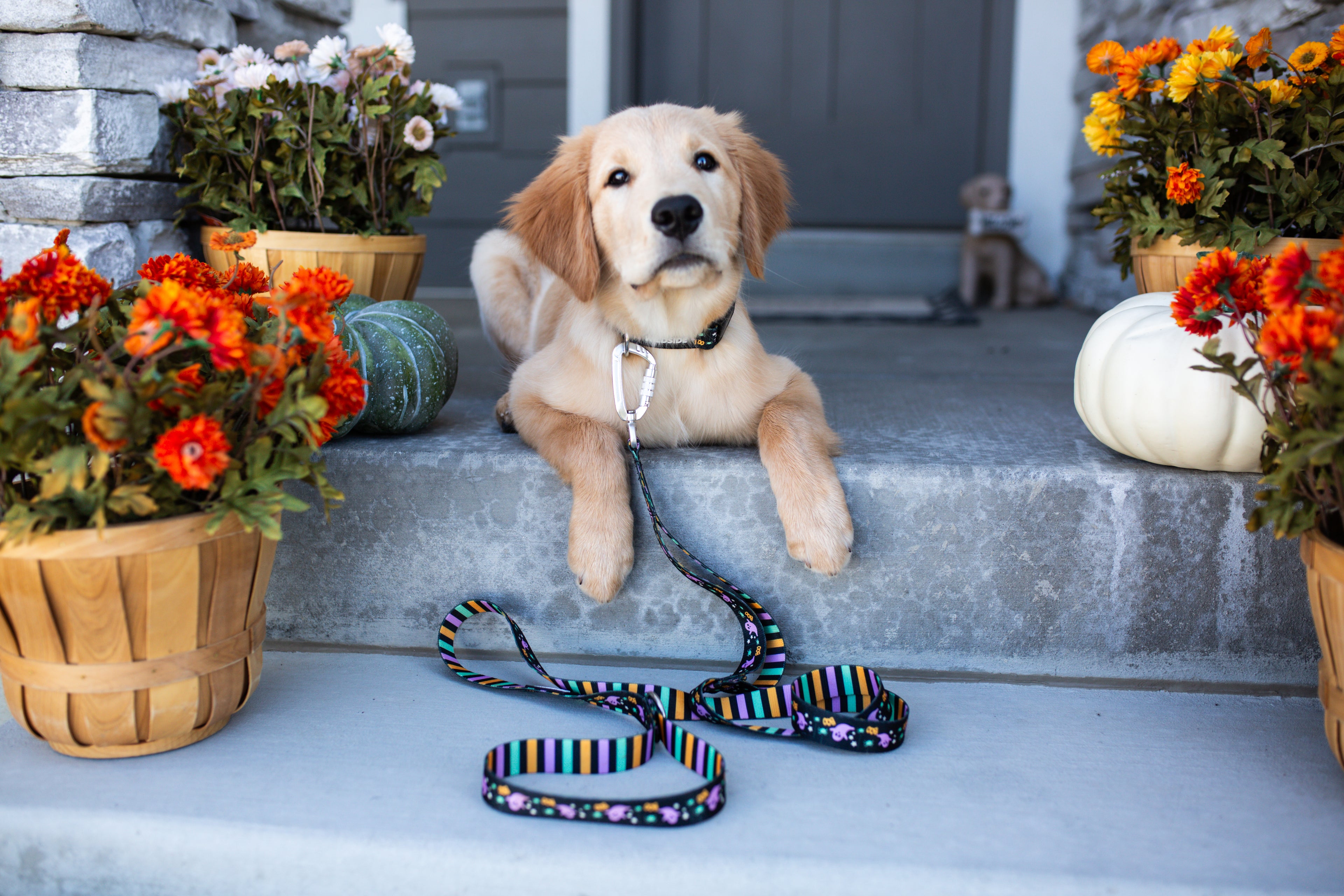 Dog lying on steps with a colorful leash, surrounded by potted flowers.
