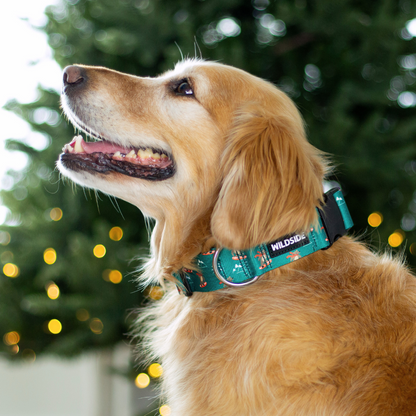 Jibby Bear Rust Proof Dog Collar