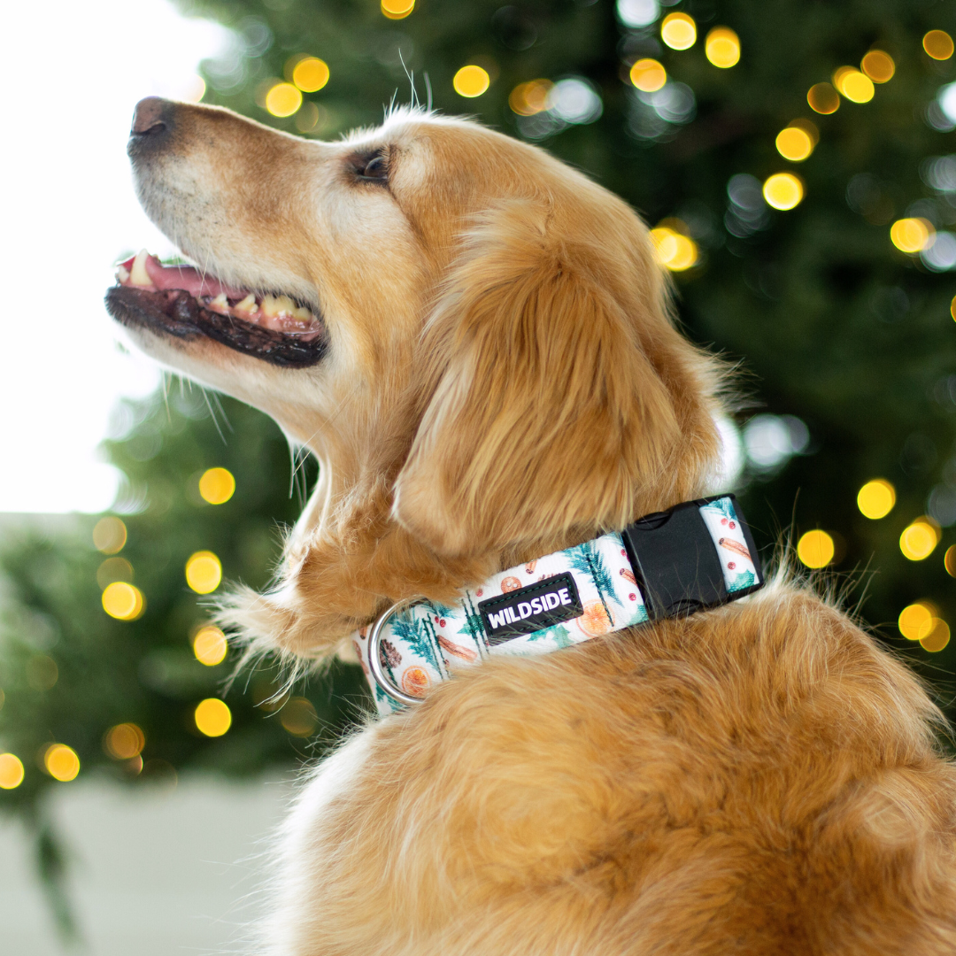 Winter Spice Rust Proof Dog Collar