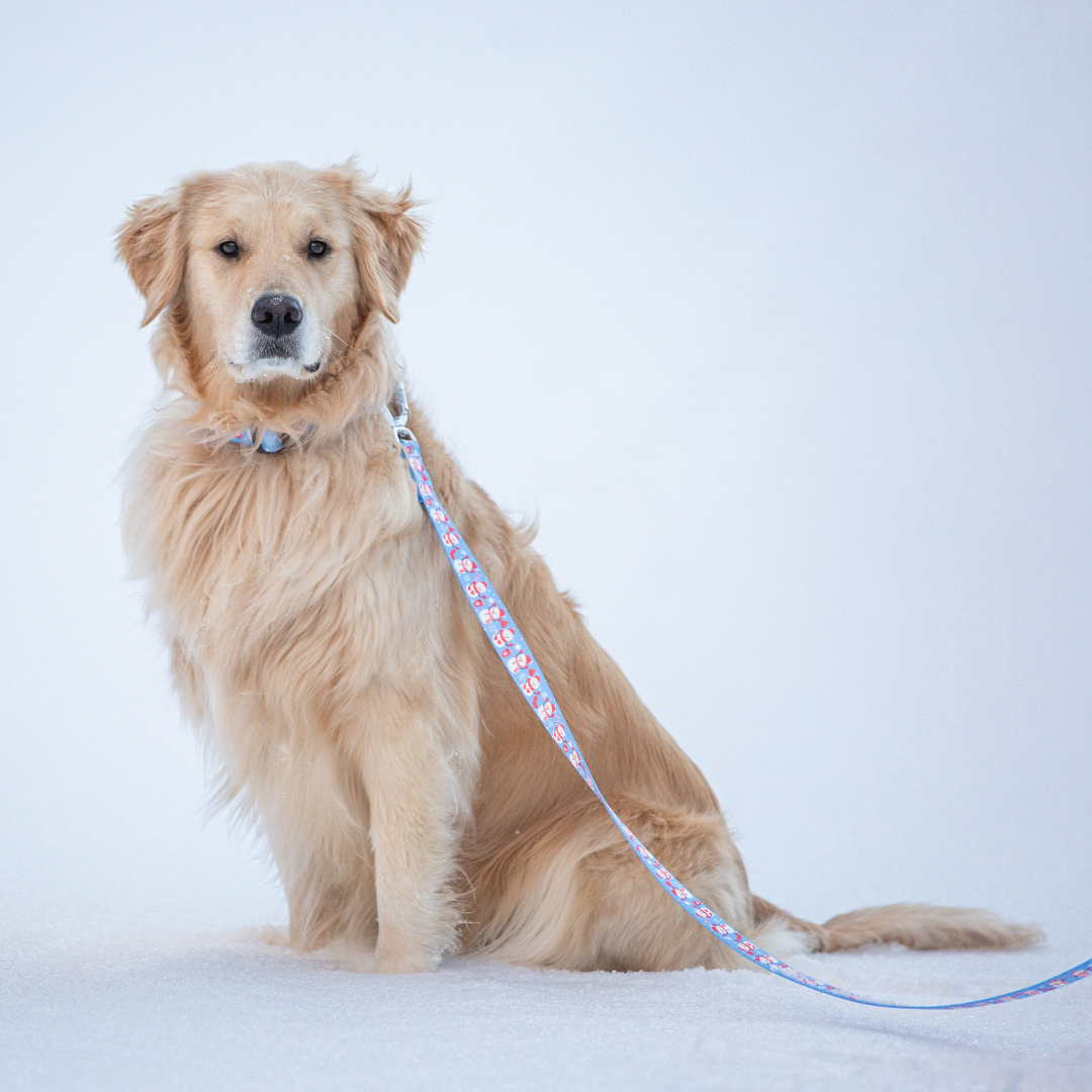 Cutesy Snowman Rust Proof Dog Collar