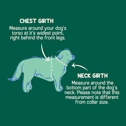 Aurora Polar Bear Harness Collar and Leash Set | Adventure Walk Set