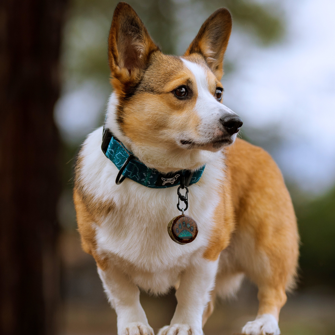 dog collar for small dogs dog collar types dog collar unique dog collar nylon dog collar brands dog collar for puppy dog collar d ring dog collar id tag dog collar companies, corgi dog in dog collar, cute corgi dog, corgi dog on wood stump