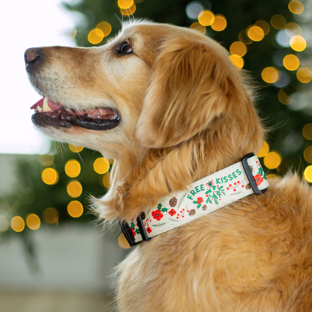 Under The Mistletoe Rust Proof Dog Collar (Cream)
