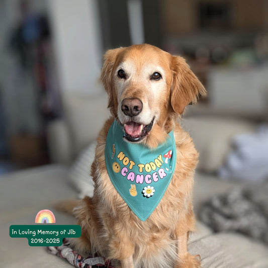 Dog wearing a bandana with 'Not Today Cancer' text, sitting on a couch. Fighting cancer, cancer warrior, fuck cancer 