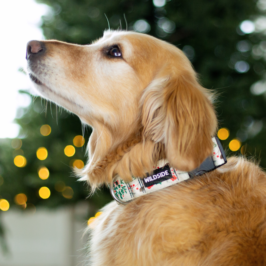 Under The Mistletoe Rust Proof Dog Collar (Cream)