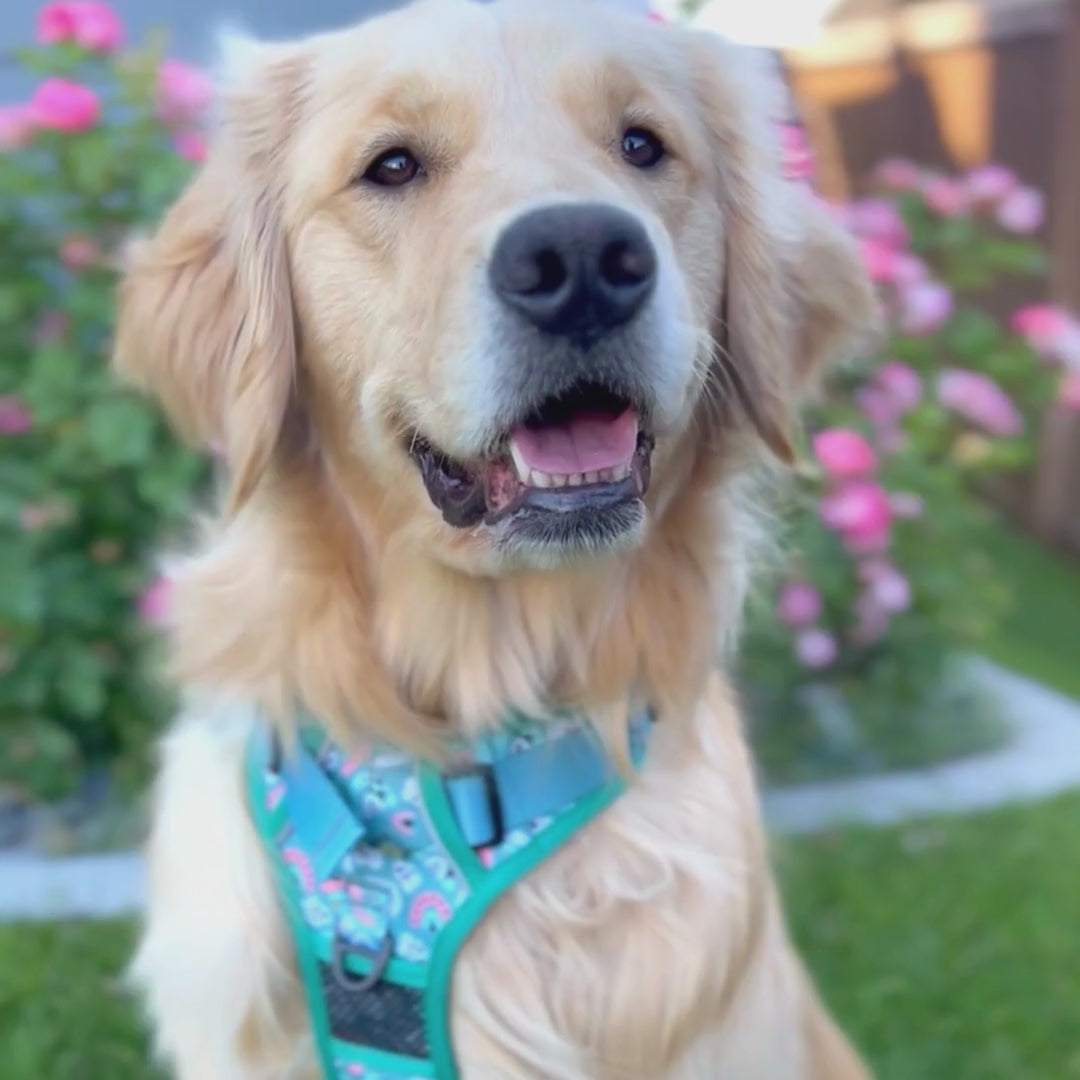 Load video: Dogs in the best dog harness  with handle, no pull dog harness