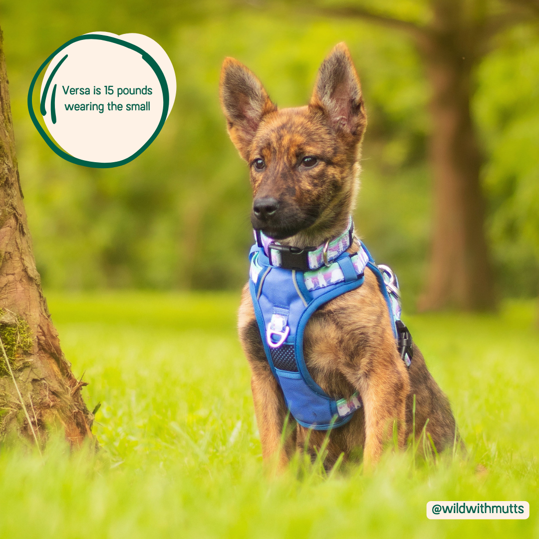 Adjustable Dog Harness with Handle