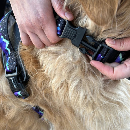 Aurora Peak Harness Leash Set