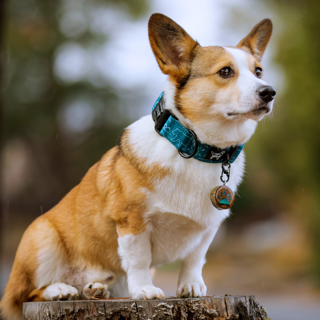 dog collar chart dog collar quick release buckle, dog collar for corgis