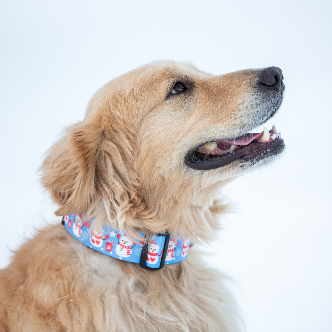 Cutesy Snowman Rust Proof Dog Collar