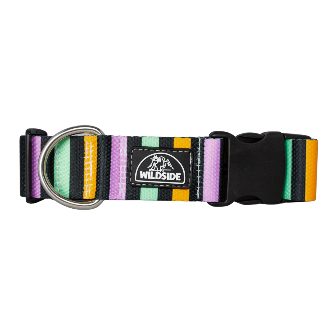 Witches Brew Dog Collar with purple, green, gold & black stripes. Durable, rust-proof hardware & lightweight buckle for festive fall adventures.