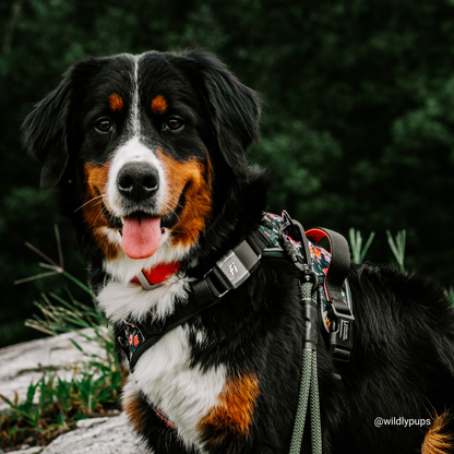 Wild Meadows-Fi Compatible Easy Click N Go Dog Harness