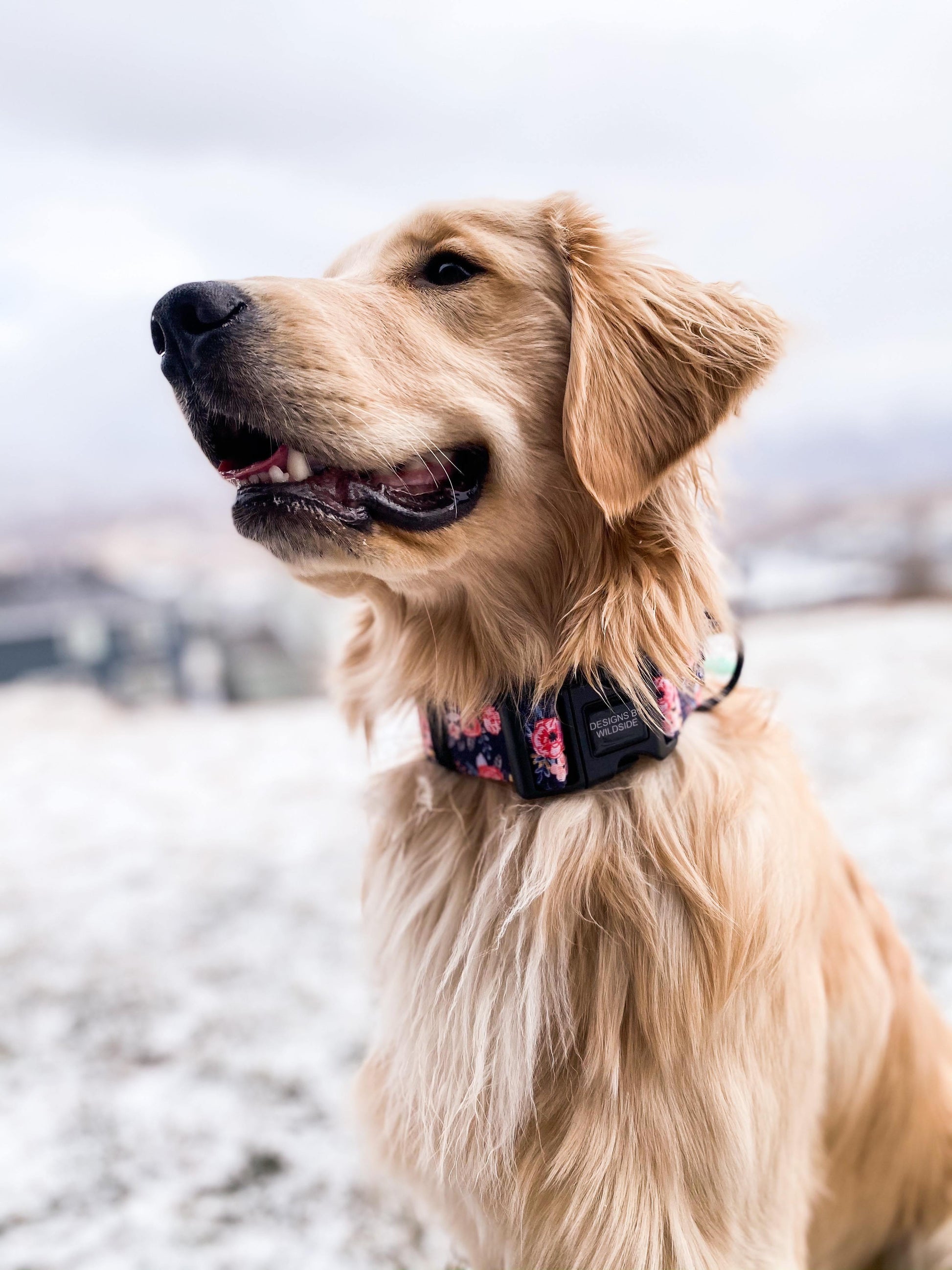 Wild Meadows Padded Comfort Dog Collar – Designs By Wildside
