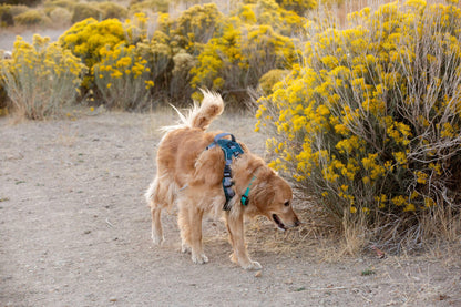 golden retriever dog sniffing yellow bush in utah mountain hiking trail, in dog harness with handle 