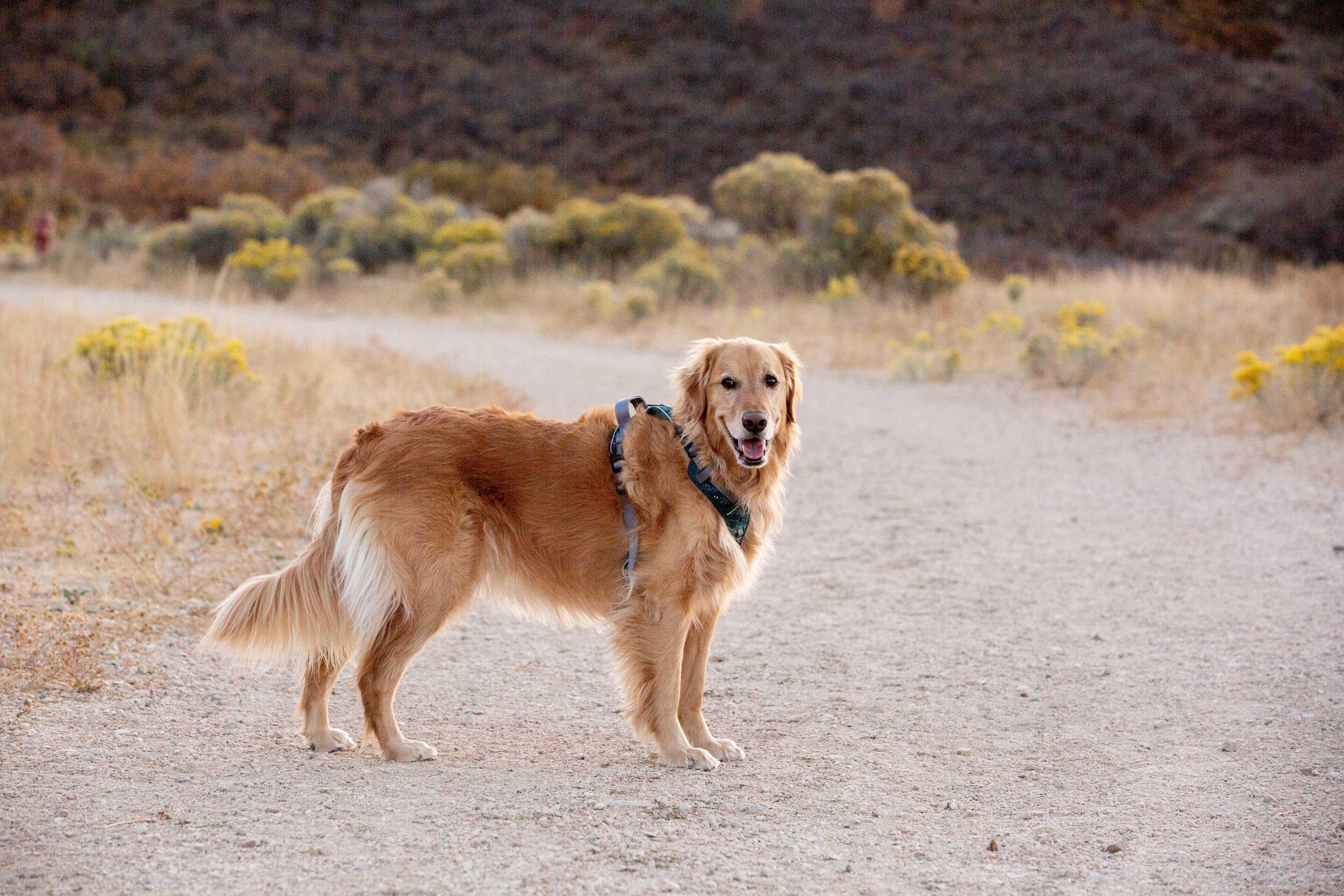 Golden retriever outlet gear