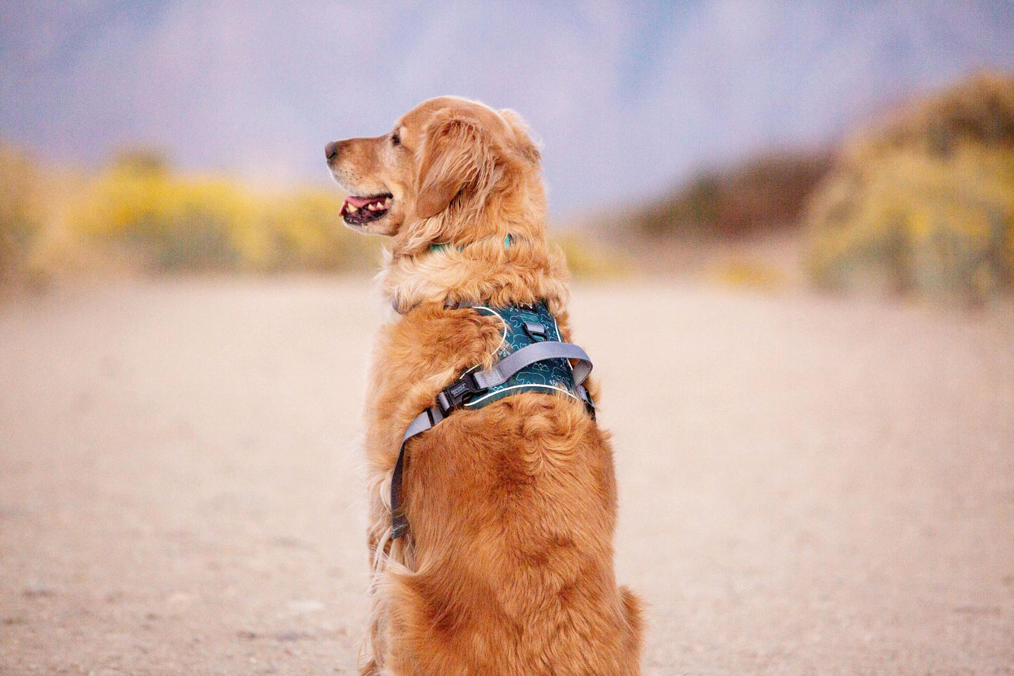 golden retriever dog with utah mountain background with dog harness with handle in teal green color