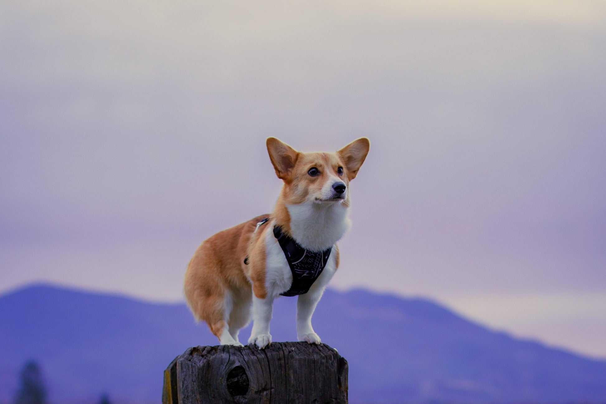 dog harness for corgi, dog harness for medium dog, dog harness 40 pound dog, boho dog harness, black dog harness, no pull dog harness with handle, quick release dog harness, corgi in dog harness