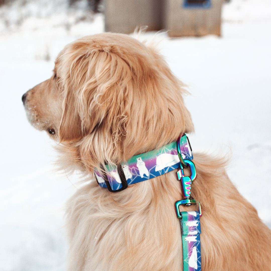 a dog wearing a polar bear collar at a ski resort with snow 