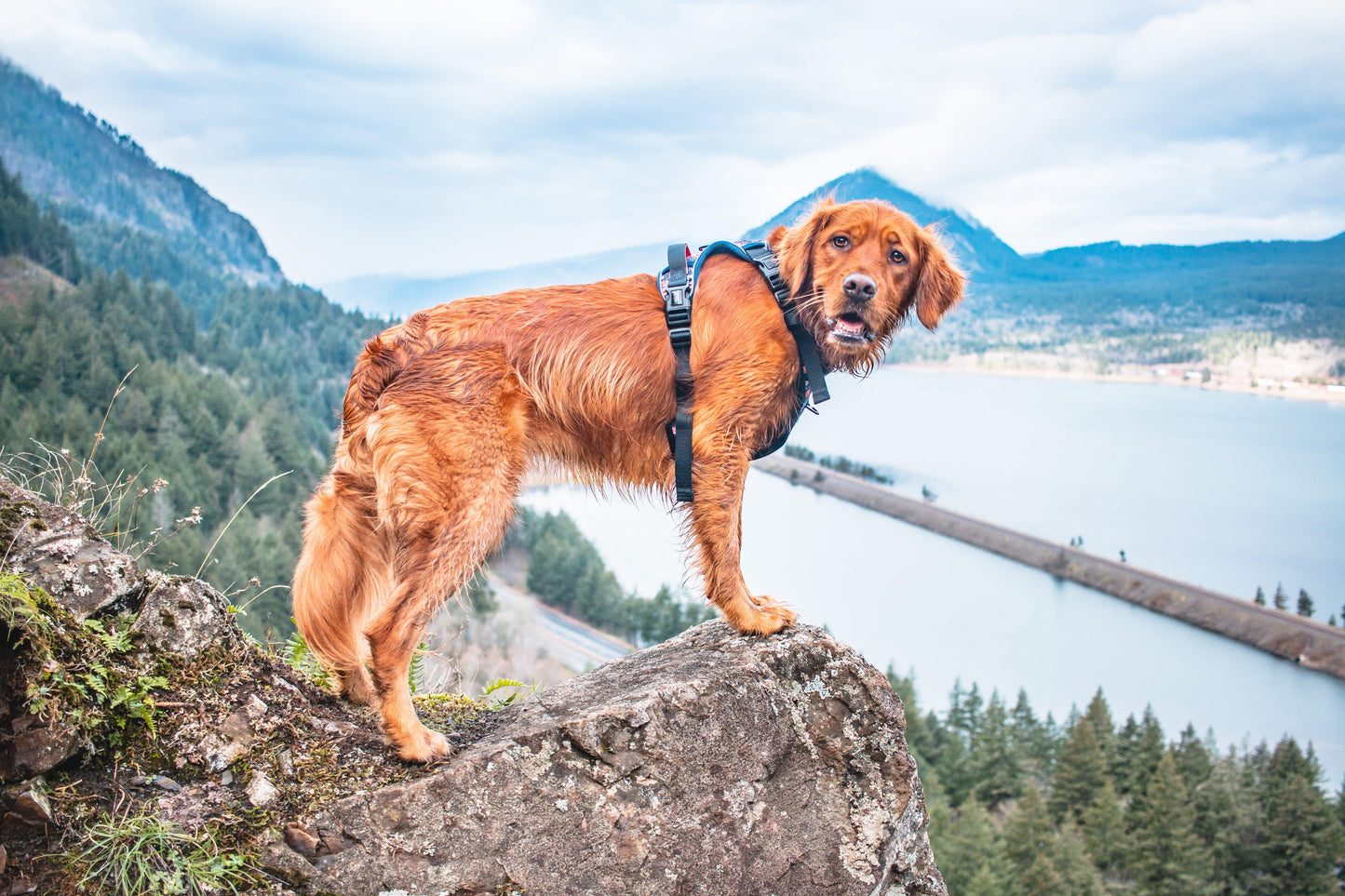 Wildside Dog Gear, Hiking dogs, dog friendly hikes, dog harness goldendoodle dog harness step in dog harness instagram dog harness xl dog harness no choke dog harness to help them walk dog harness reflective dog harness buckle dog harness no neck pressure dog harness not over head dog harness with poop bag holder dog harness easy to put on