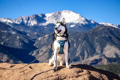 husky dog on mountain top, colorado mountain hike views, husky dog in large dog harness